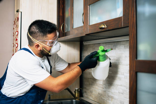 Best Local Pest Control Services  in Jeffersontown, KY