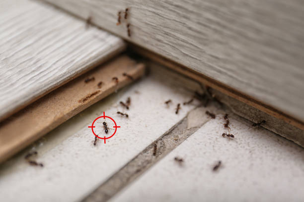 Best Best Pest Control Companies  in Jeffersontown, KY
