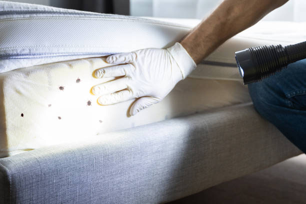 Best Pest Removal Services  in Jeffersontown, KY